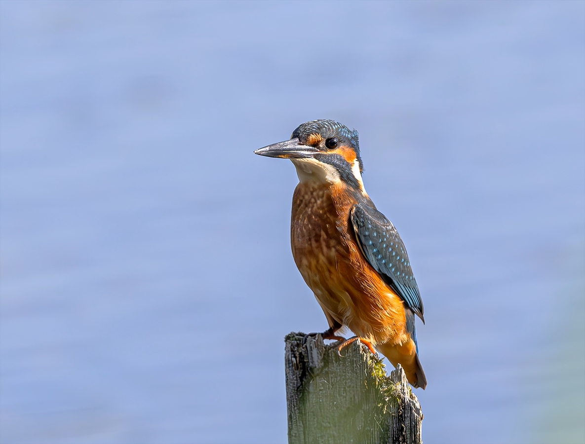 Kingfisher - Steve Bird